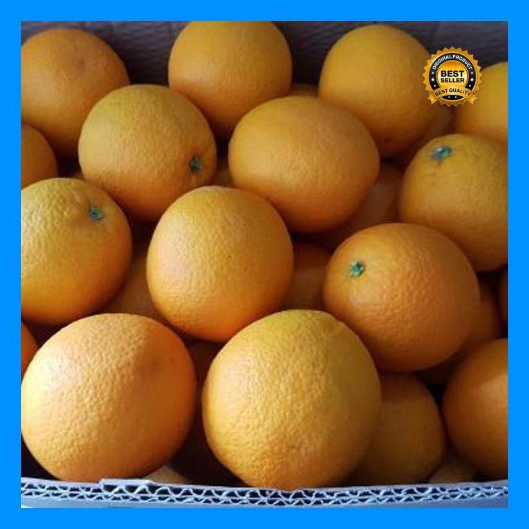 (Promo) Bibit_Jeruk_Sunkist_Manis_California_Biji Bestseller