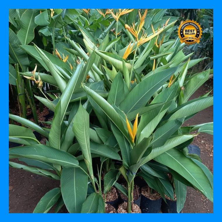 (Promo) Paket (10Btg) Heliconia Golden/Heliconia Yellow Bestseller
