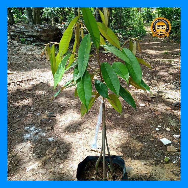 (Diskon) Tanaman Pohon Buah Duren Musangking Bestseller