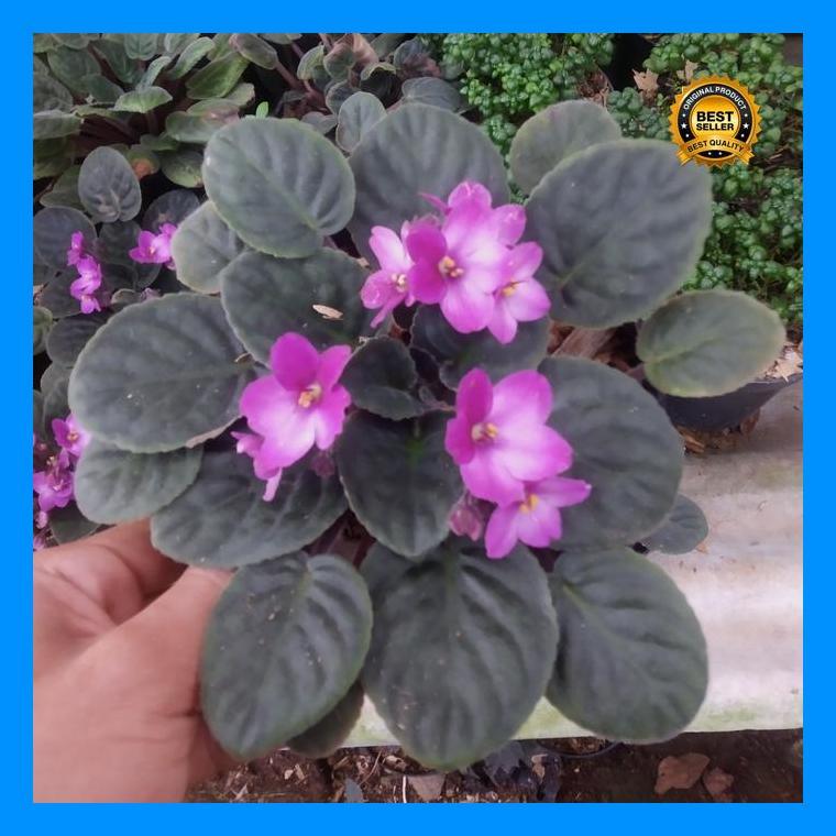 (Ready) Tanaman Hias Violces - Bunga Violces Bestseller