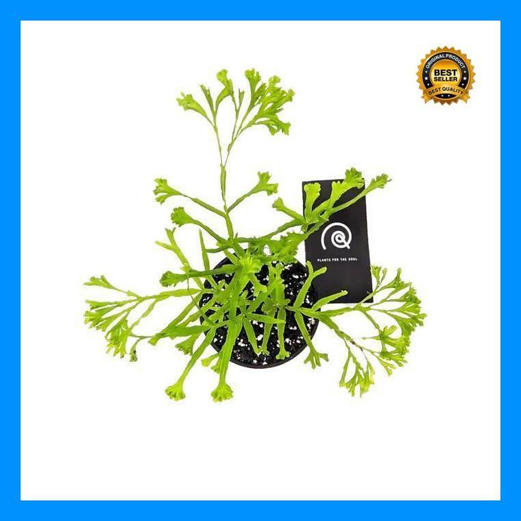 (Best Saller) Habitart - Pteris Cretica Sp 'Wimsetti' Tanaman Hias Fern Terrarium Dan Paludarium Bes