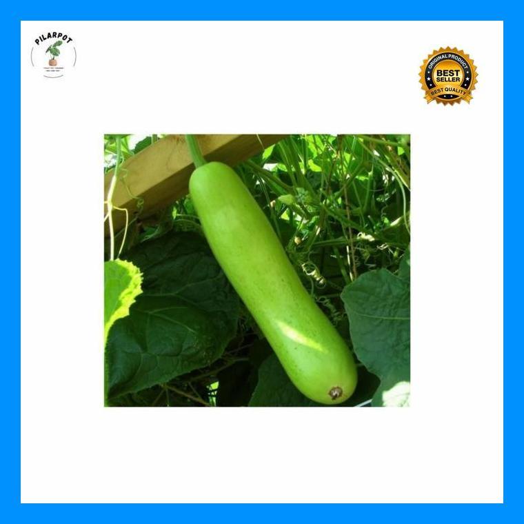 (Best Saller) Benih Bibit Labu Air Ruma F1 Cap Panah Merah - Labu Air Ruma F1 Bestseller