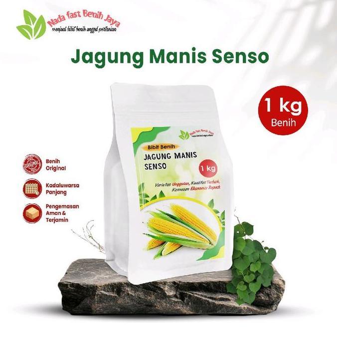 Terlaris 1 Kg Benih Jagung Manis Senso / Bibit Jagung Manis  Tanaman