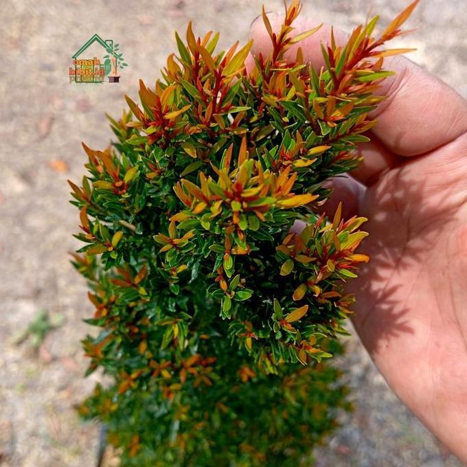 Terlaris Tanaman Pucuk Merah Micro