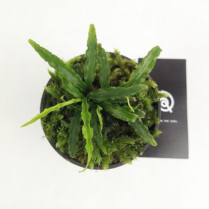 Terlaris Schismatoglottis Sp Antu - Tanaman Hias Mini For Terrarium Paludarium