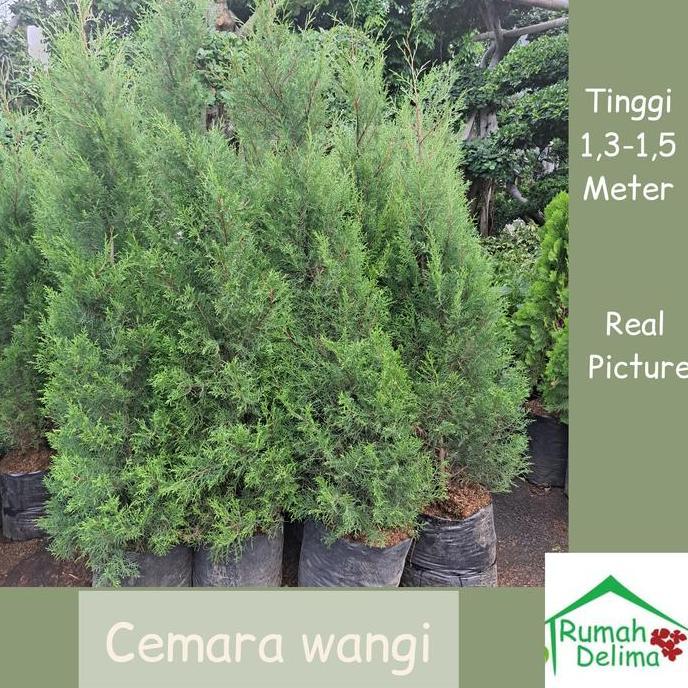 Terlaris Pohon Cemara Wangi 1 Meteran