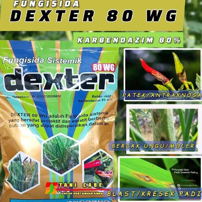 Fungisida DEXTER 80 WG atasi Patek dan moler bawang