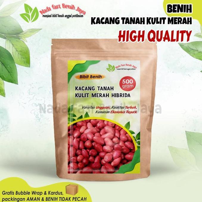 Benih kacang tanah kulit merah 500 gram/bibit kacang tanah -+1000 biji Tanaman