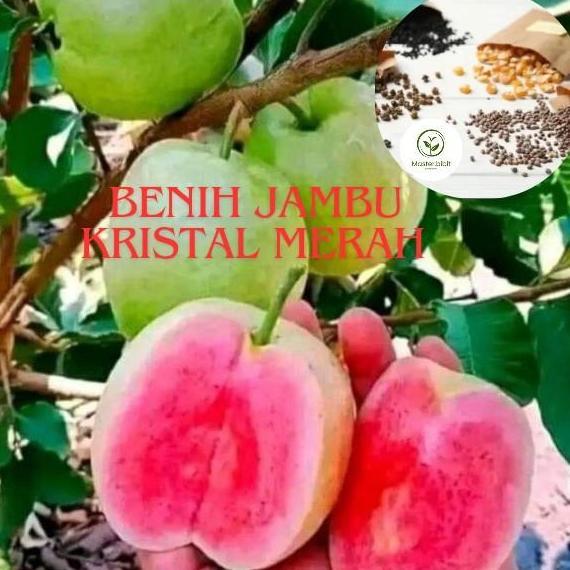 BENIH TANAMAN JAMBU KRISTAL MERAH TANPA BIJI SUPER PREMIUM DENGAN KUALITAS TERBAIK ( bbt jambu krist