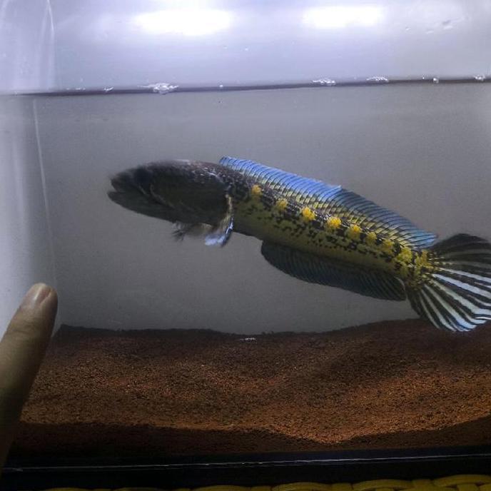 CHANNA AURANTI WC INDIA 25 CM FLARING TANGAN DORSAL RIM BIRU CHANNA UNIK SINGLE TANK SIMETRIS BAR OR