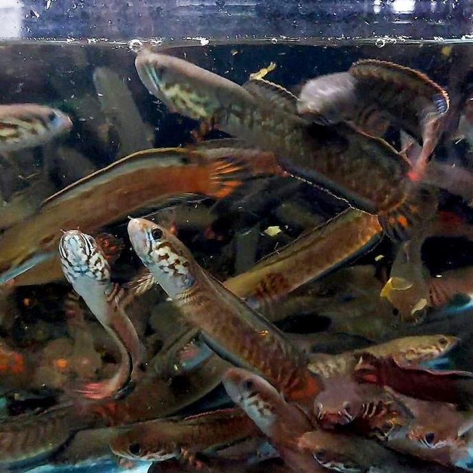 CHANNA BLEHERI 10-12CM WC