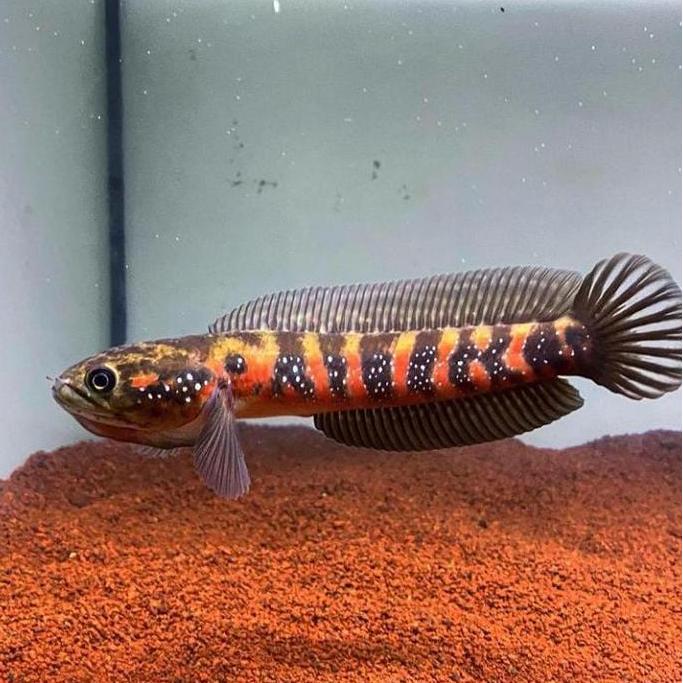 CHANNA ASIATICA RS PURE SZ 6-7CM / RED STRIPE / CHANNA ASIATICA
