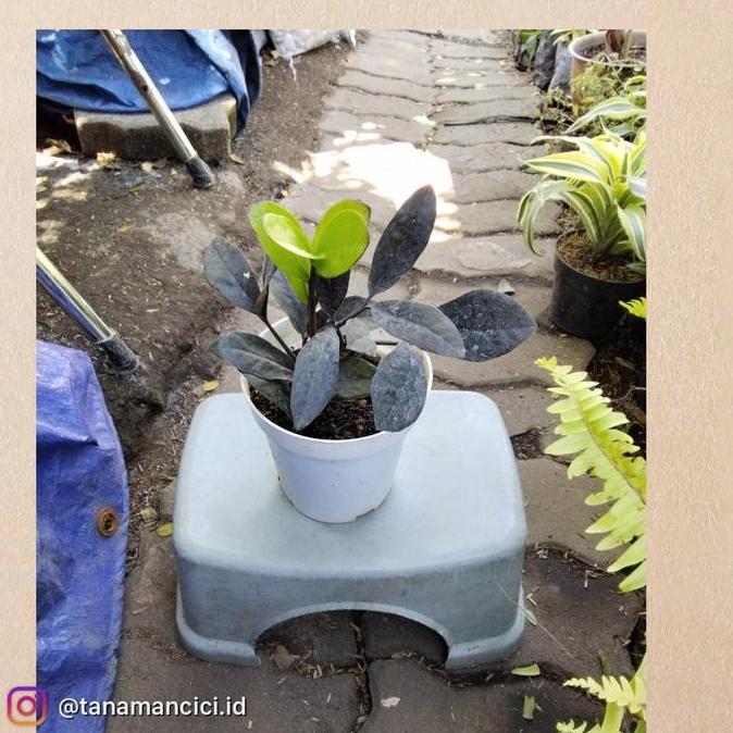 tanaman Zamia black raven zz hitam real pict