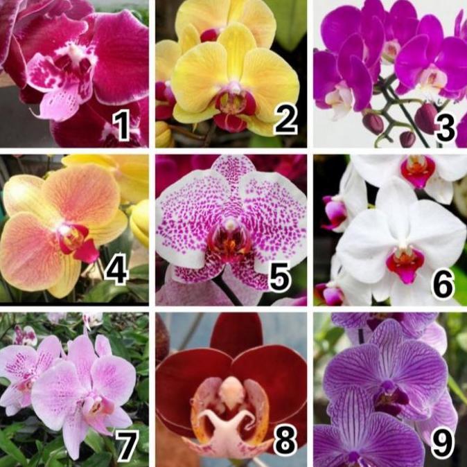 Terlaris Paket Anggrek Bulan