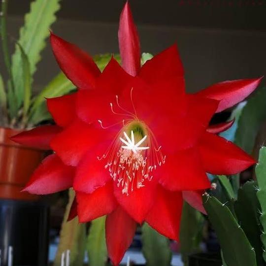 Terlaris Tanaman Hias Wijaya Kusuma Ackermanii