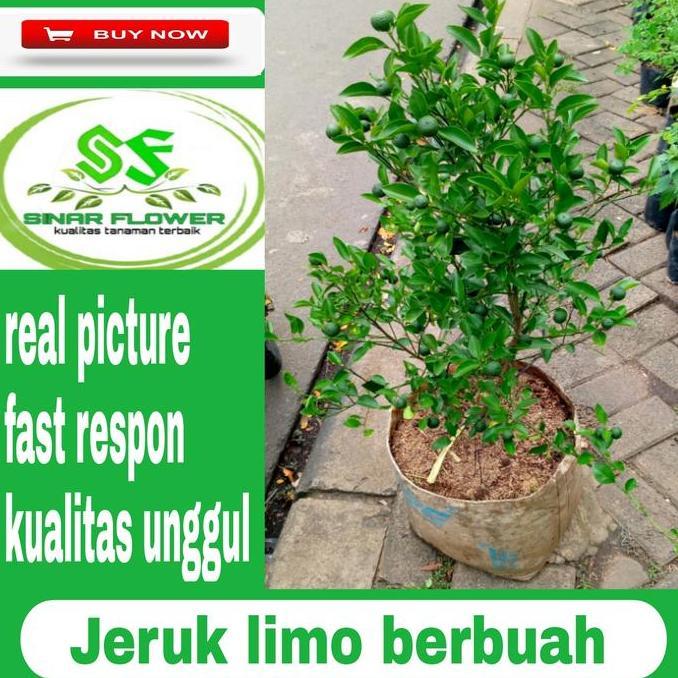 Terlaris Pohon Jeruk Limo Berbuah/Jeruk Limo Sudah Rimbung-Berbunga Dan Berbuah