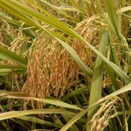 Terlaris Benih Padi S400 (Srikandi 400)