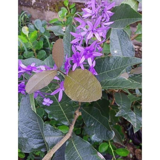 tanaman bibit wisteria botrpo 6928ck