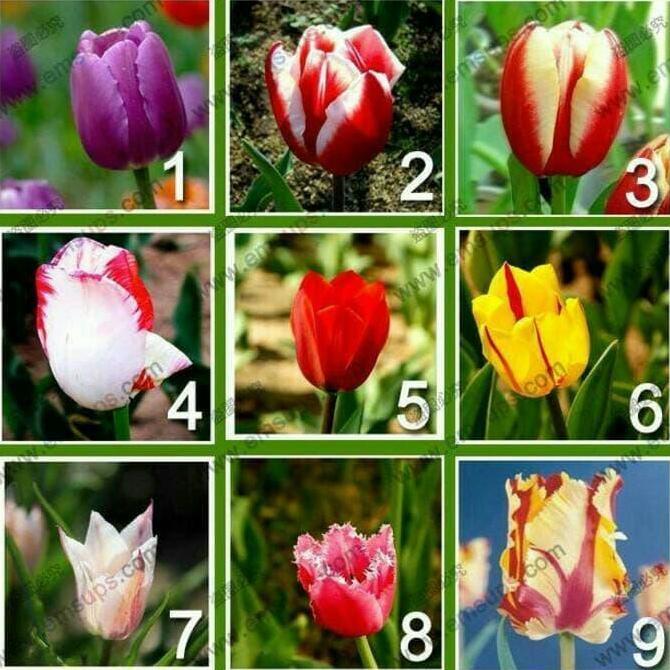 Benih Biji Paket 9 Jenis Bunga Tulip - Import