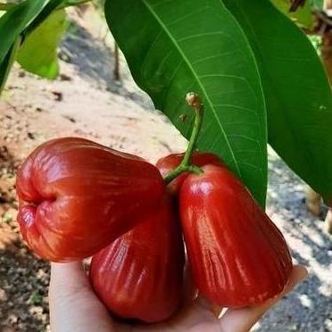 Bibit Jambu Air Delima Demak Buah Merah Cerah, Manis Segar & Cepat Berbuah boleh COD