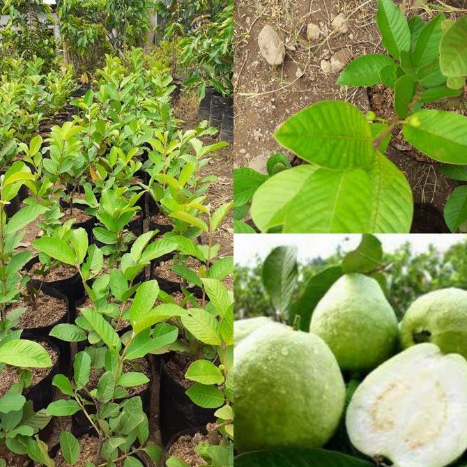 Bibit Jambu Kristal TANPA BIJI boleh COD