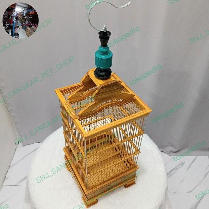 KANDANG PLECI  SANGKAR PLECI PCMI JATI PERNIS