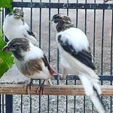 PROMO DISKON - burung kenari loper panda pilihan