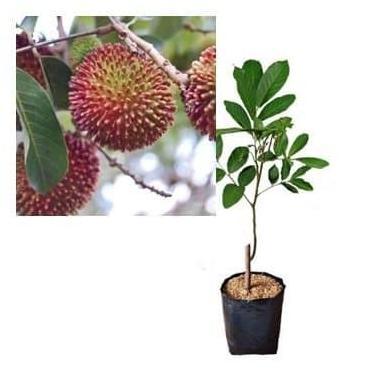 siap berbuah Bibit Rambutan Rapiah Pohon Rambutan Bibit Buah Rambutan Rapiah MURNI asli bisa COD