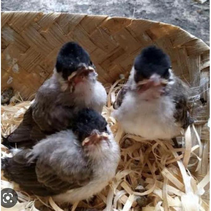 BEBAS ONGKIR - Burung kutilang anak pilihan jatim