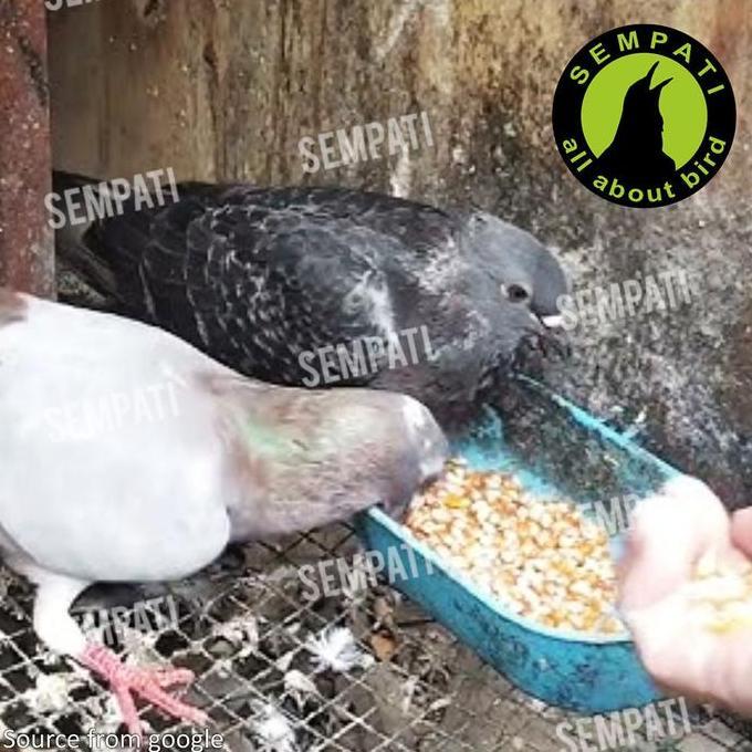 SEMPATI Makita Super Grit Platinum 1 Kg Pakan Makanan Burung Merpati Perkutut Derkuku Asinan Remisan