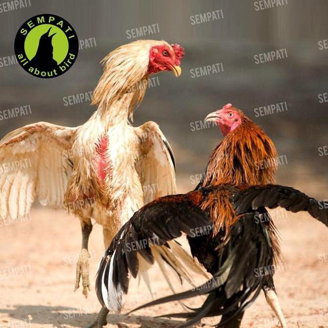 SEMPATI Asoka Arak Gosok Ayam Laga 100 ml Obat Luka Luar Ayam Laga Jago Aduan Petarung Pasca Habis A