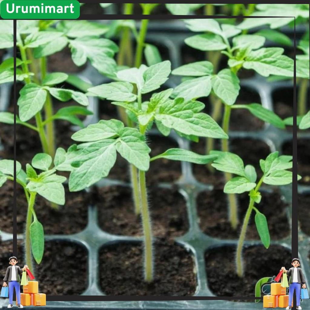 Tray Semai 200 Lubang Pot Tray Penyemaian Bibit Tanaman Grosir