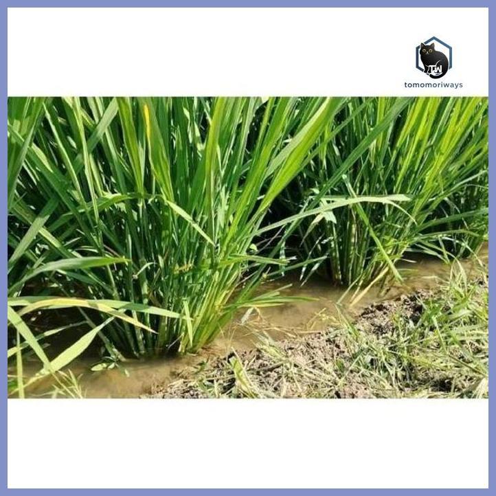 BIBIT PADI INTANI 602 KEMASAN 1 KG BENIH HIBRIDA NK2133 NINGRAT POTENSI HASIL TINGGI 13,9 TON/HA TAH