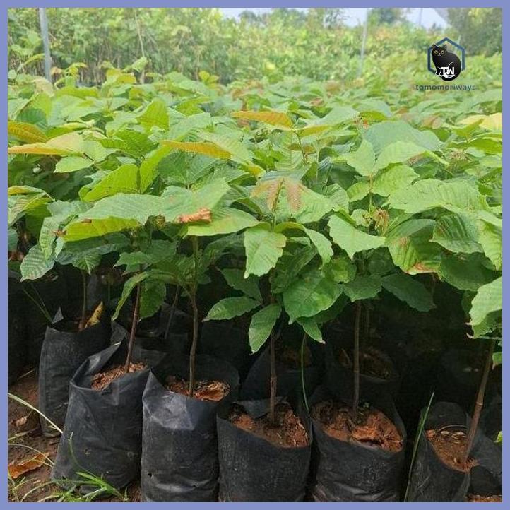 BIBIT MATOA 30-40CM BATANG SEDANG MURAH UNGGULAN TAMAN TANAMANA BIBIT PEKARANGAN HIASAN BUAH BUNGA