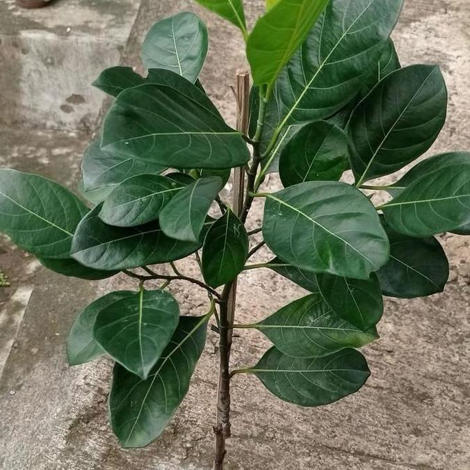 BISA BERBUAH DI POT BIBIT NANGKA MADU MERAH JUMBO SIAP BERBUNGA