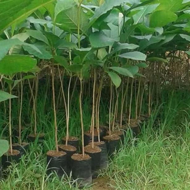 BISA BERBUAH DI POT Bibit pohon jati emas unggul