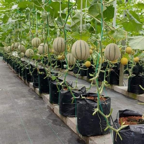 Benih Melon Rangipo RZ Melon Premium Rijk Zwaan 100 Butir