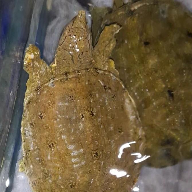 LABI LABI BULUS BABY AQUASCAPE REP AIR