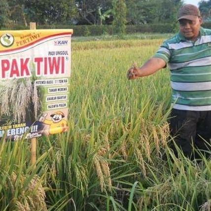 Benih Padi Sawah PAK TIWI 2 Isi 5 Kg Kemasan Asli Pabrik Benih Pertiwi benih padi