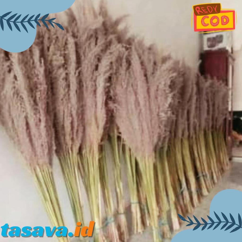 50% Off Pampas Bulu Pampas Kering Pampas Dekorasi Rustic