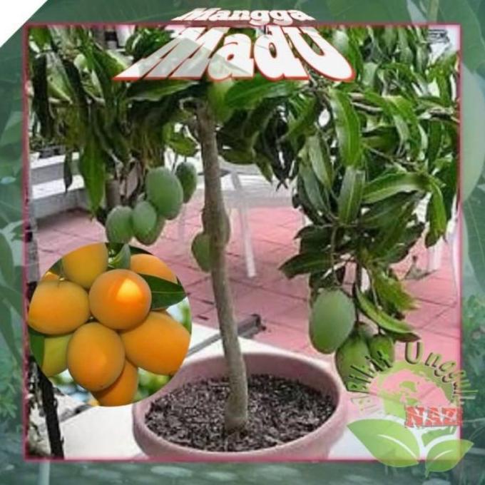 Bibit MANGGA MADU okulasi super unggul bisa tanam di pot (TABULAMPOT)