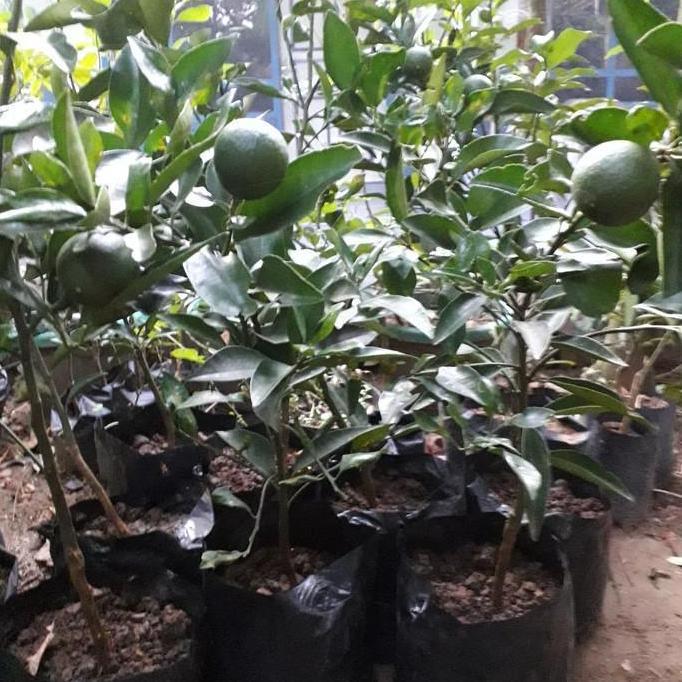 Bibit Tanaman Buah Jeruk Santang Madu Bibit Pohon Buah Cangkokan Bibit
