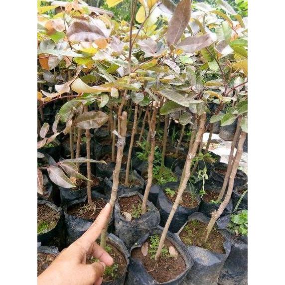 Bibit Kelengkeng Merah - bibit buah kelengkeng merah tabulampot