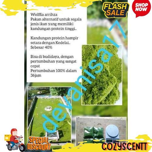 Hot Sale Wolfia 5 Ons & 1Kg Wolffia