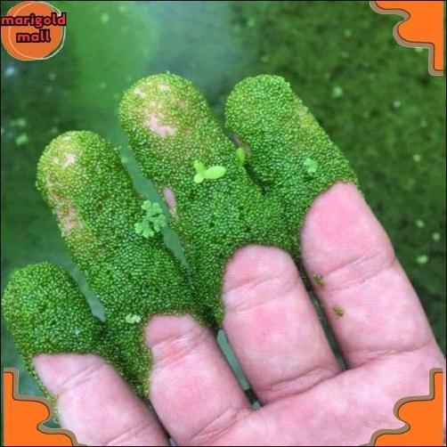 Diskon Wolfia 5 Ons & 1Kg Wolffia