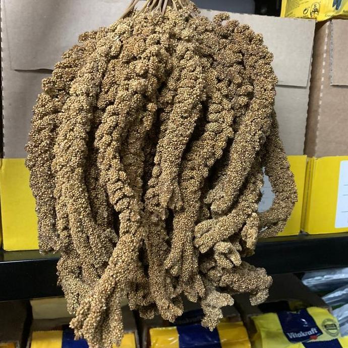 Jewawut Gantung -/+ 500 gr Jewawut Tangkai Makanan Burung Emprit Finch