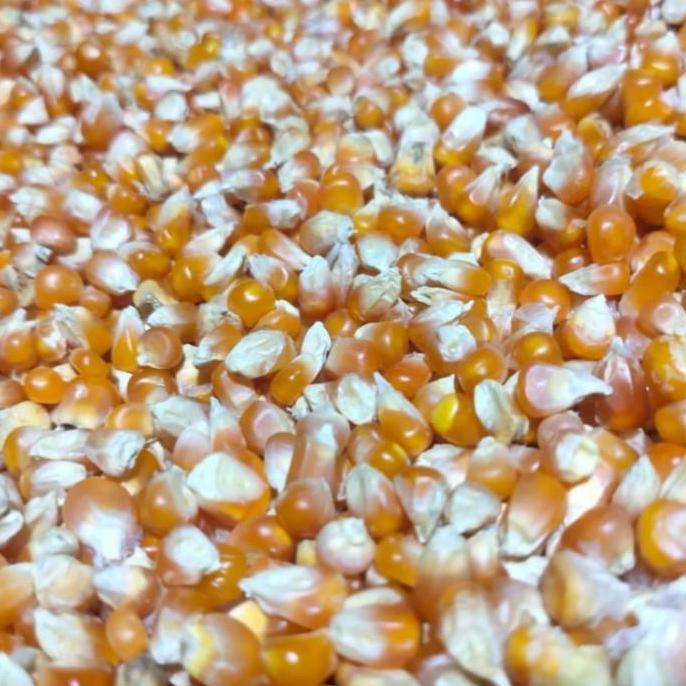 JAGUNG KRISTAL SUPER 25 KG Pakan Makanan Burung DARA PUTER MERPATI AYAM