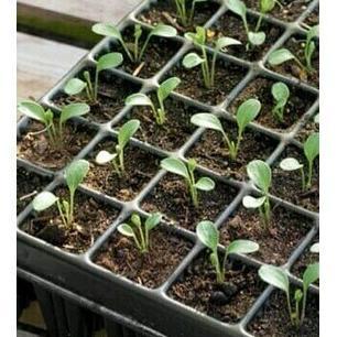 Bisa Cod Ya Kak Tray Semai 200 Lubang Pot Bibit Biji Nampan Traypot Benih Hidroponik ,,,