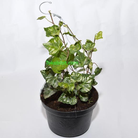 Fx-45 Tanaman Hias Ivy Variegata -  Pilih Lokal