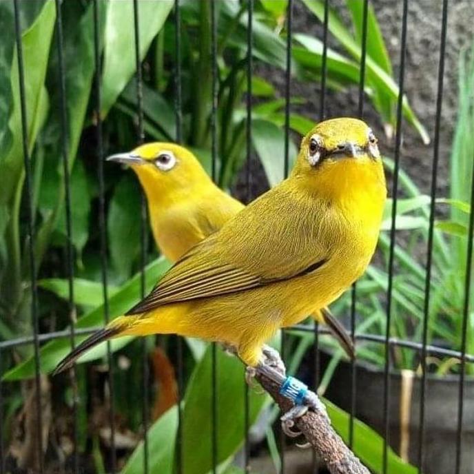 Burung Pleci Dakun Pacitan Jantan Pilihan